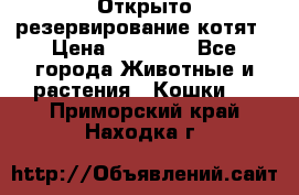 Открыто резервирование котят › Цена ­ 15 000 - Все города Животные и растения » Кошки   . Приморский край,Находка г.